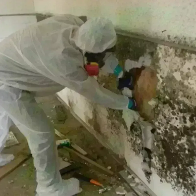 Mold Remediation and Removal in Wichita, KS